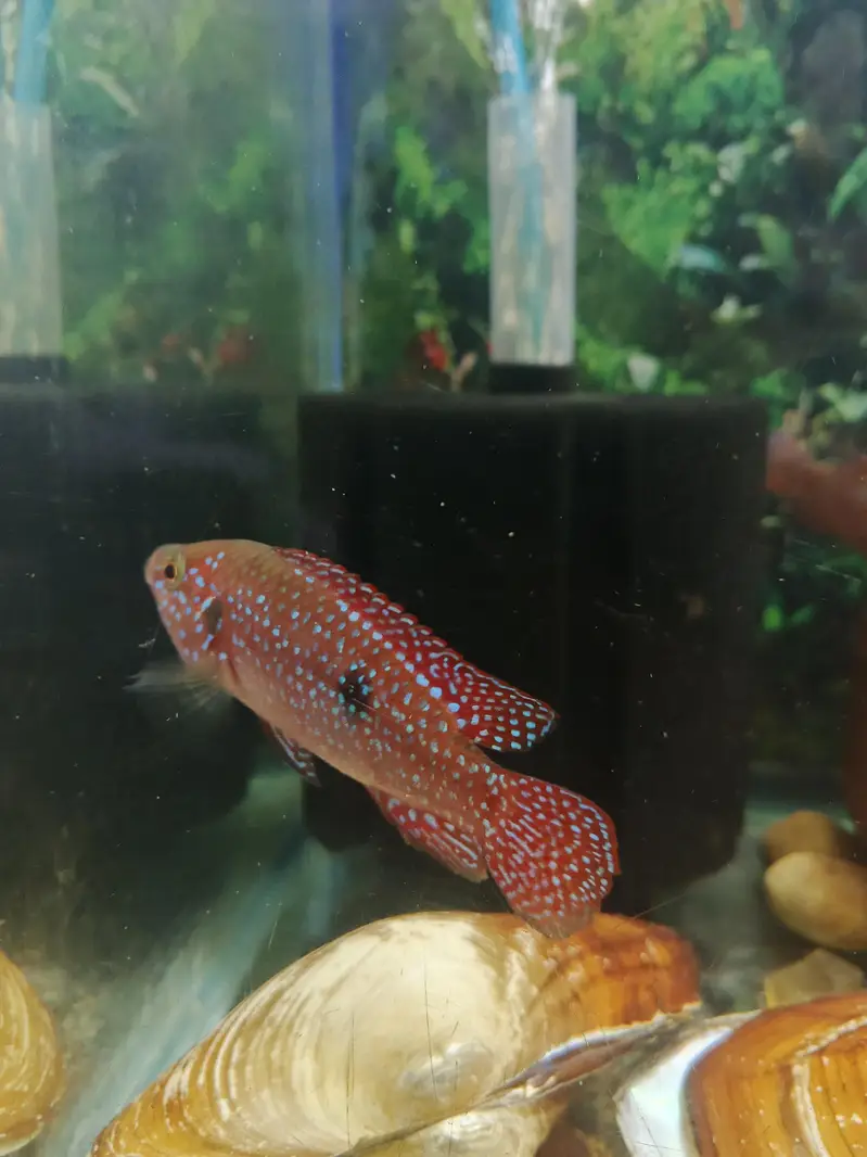 Red jewel chichled — photo 3