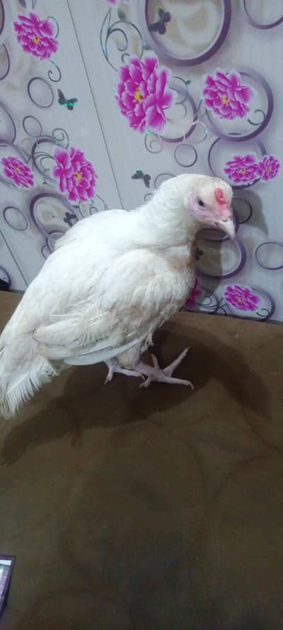 03465333883 Heera aseel for urgent sale