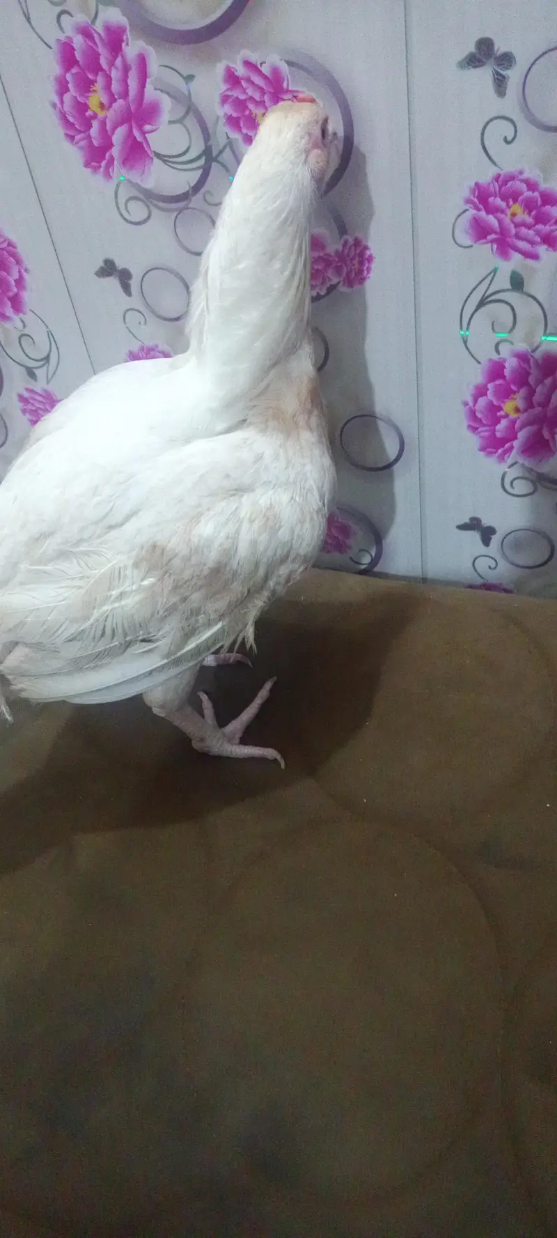 03465333883 Heera breader for urgent sale — photo 2