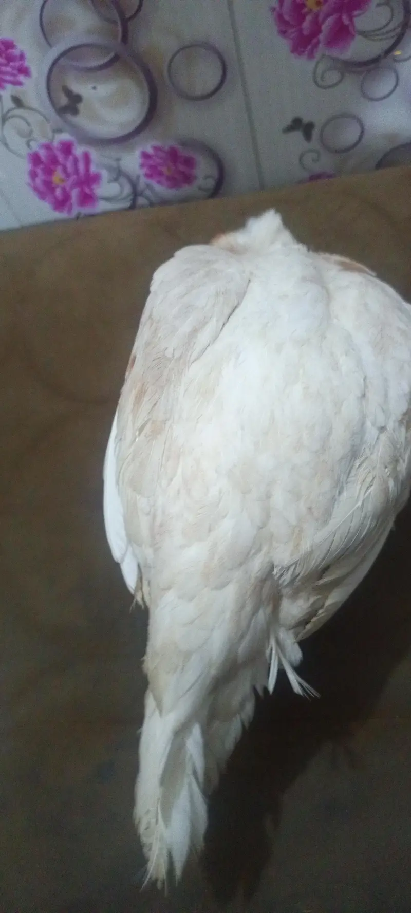 03465333883 Heera breader for urgent sale — photo 4