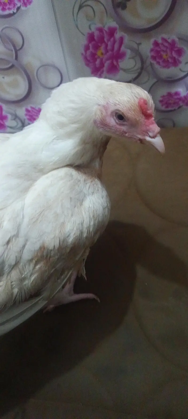 03465333883 Heera breader for urgent sale — photo 5