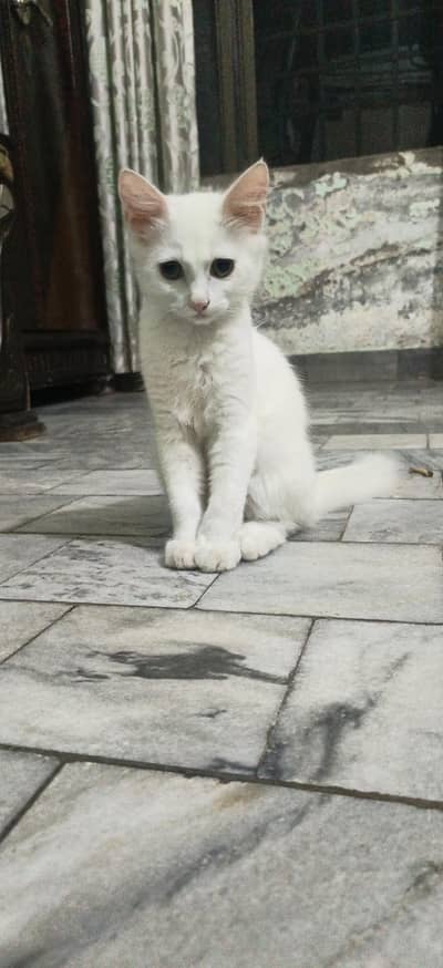 white persain cat baby's