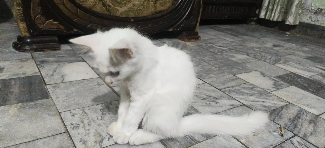 white persain cat baby's — photo 2