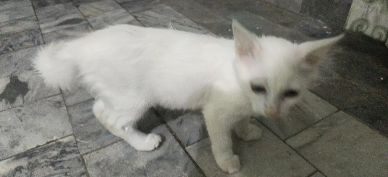 white persain cat baby's — photo 3