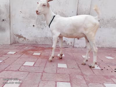 white gulabi teedy male