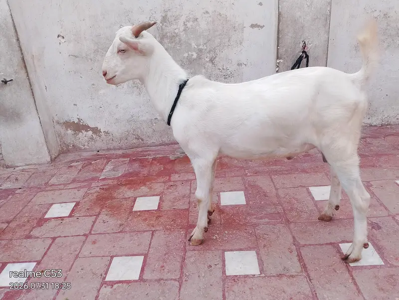 white gulabi teedy male — photo 2