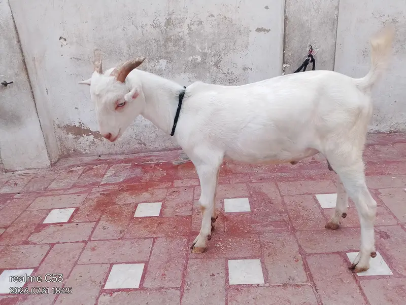 white gulabi teedy male — photo 3