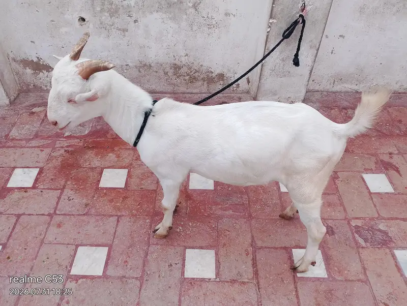 white gulabi teedy male — photo 4