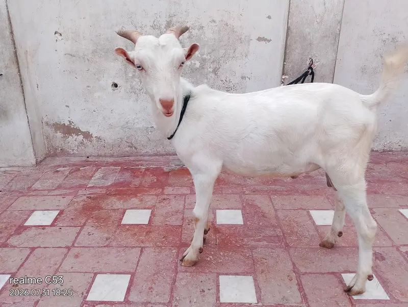 white gulabi teedy male — photo 5