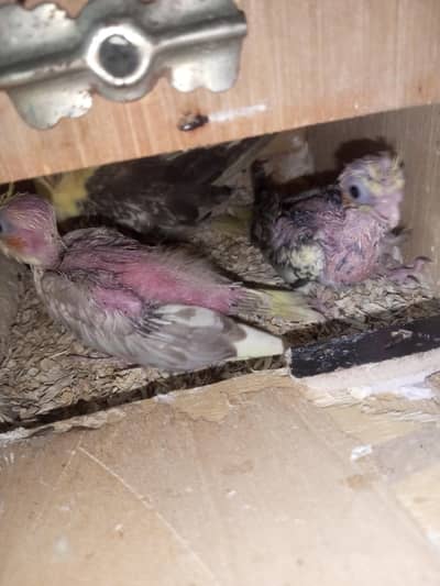Cocktail Chicks Available for Handtamed