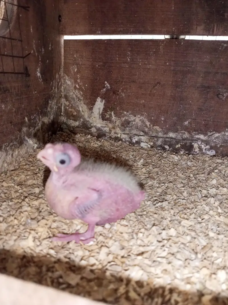 Cocktail Chicks Available for Handtamed — photo 2