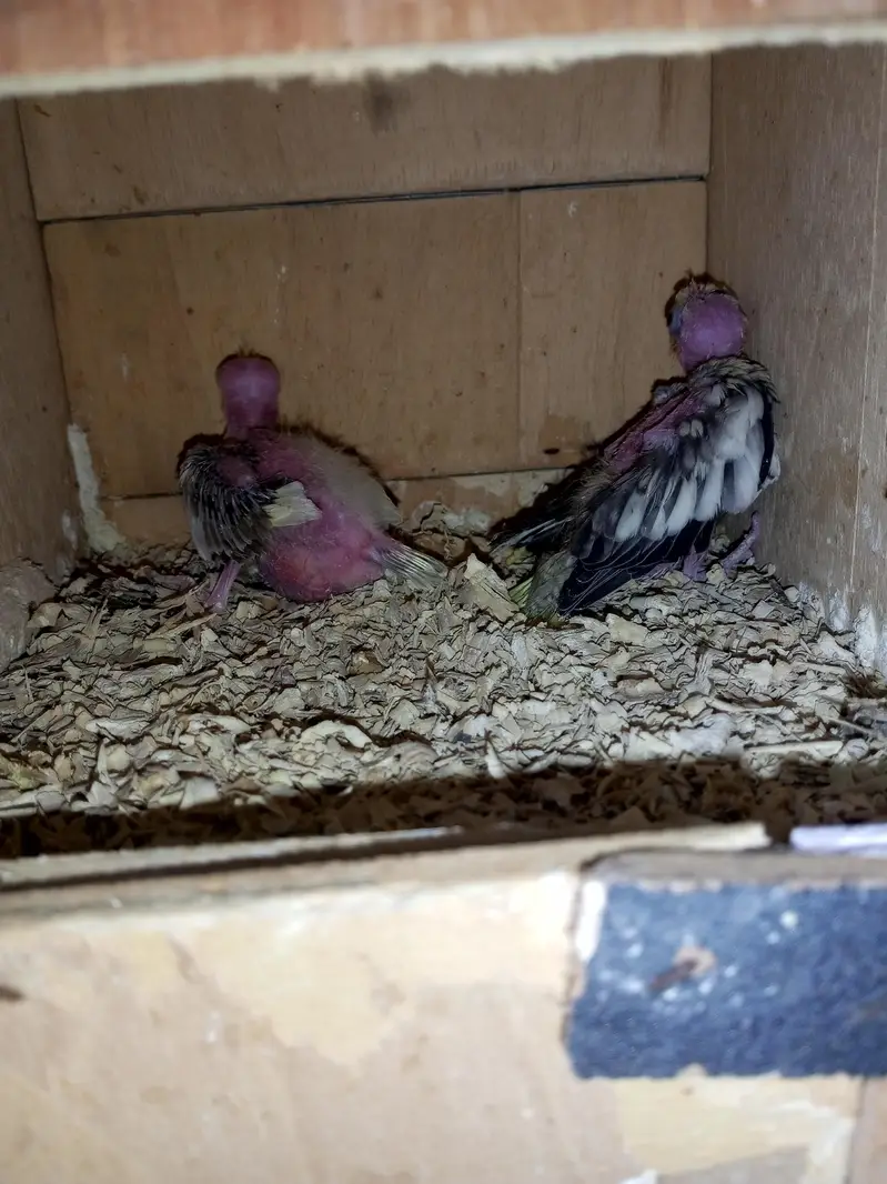 Cocktail Chicks Available for Handtamed — photo 3