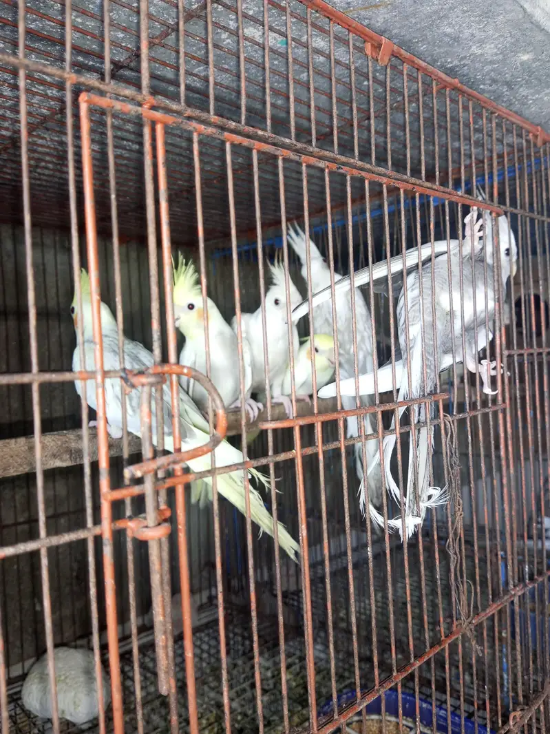 Cocktail Chicks Available for Handtamed — photo 7