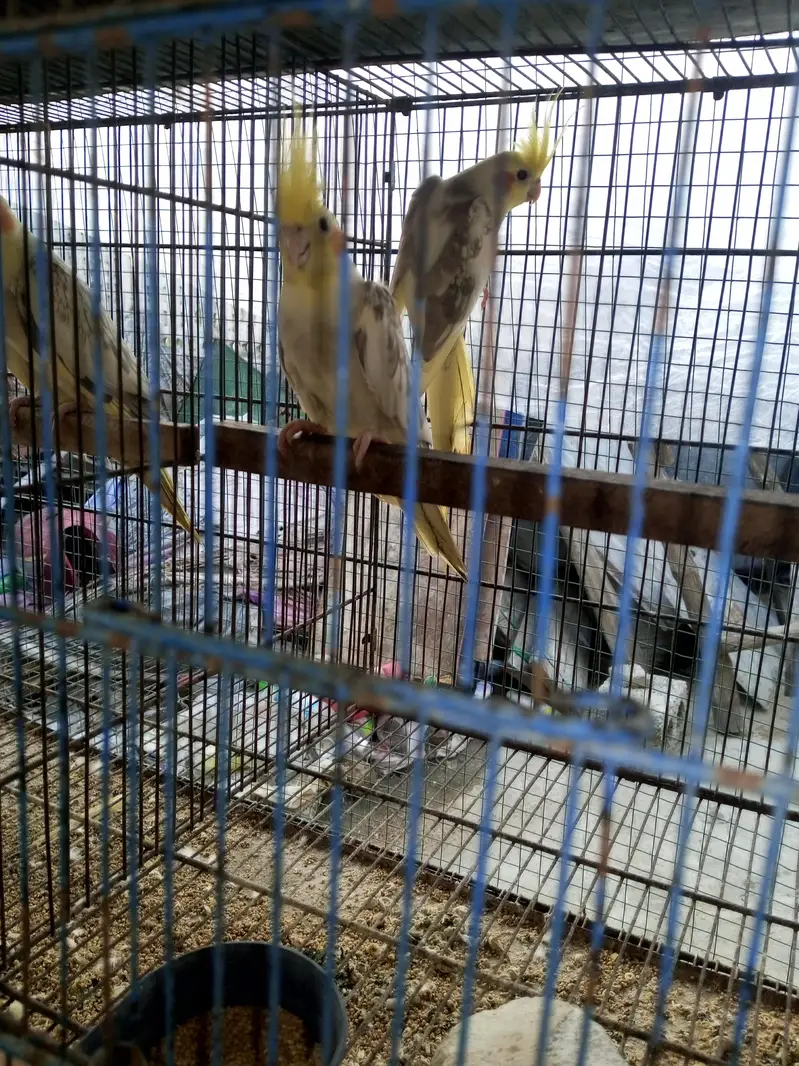 Cocktail Chicks Available for Handtamed — photo 8
