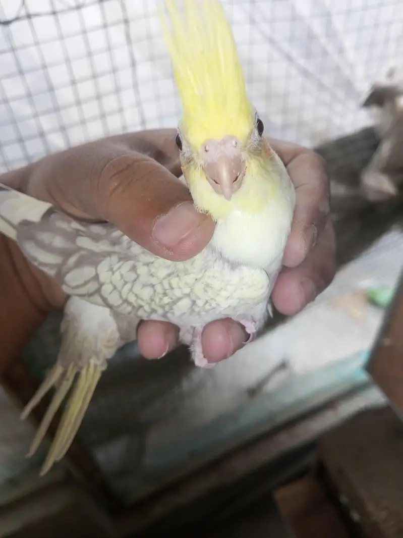 Cocktail Chicks Available for Handtamed — photo 9