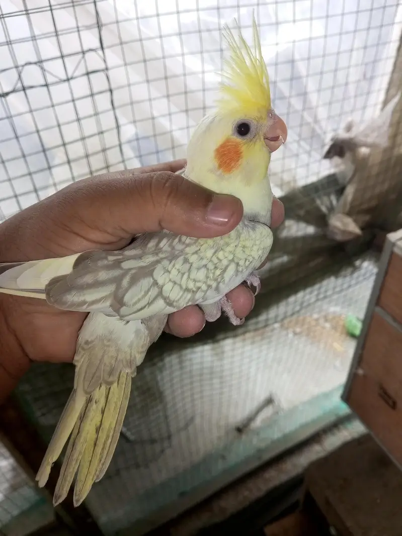 Cocktail Chicks Available for Handtamed — photo 10