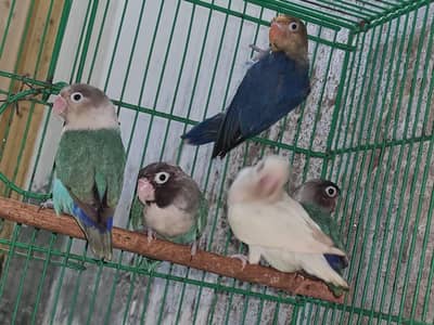love bird's for sale
