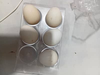Hera and shamo cross ka egg