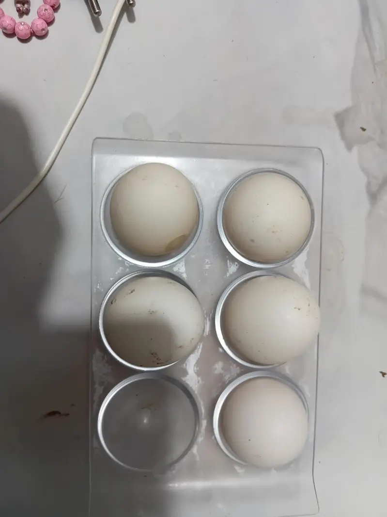Hera and shamo cross ka egg — photo 2