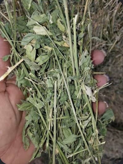 Export Quality Alfalfa Hay | khushk losan | losan ki hay/ خشک لوسن