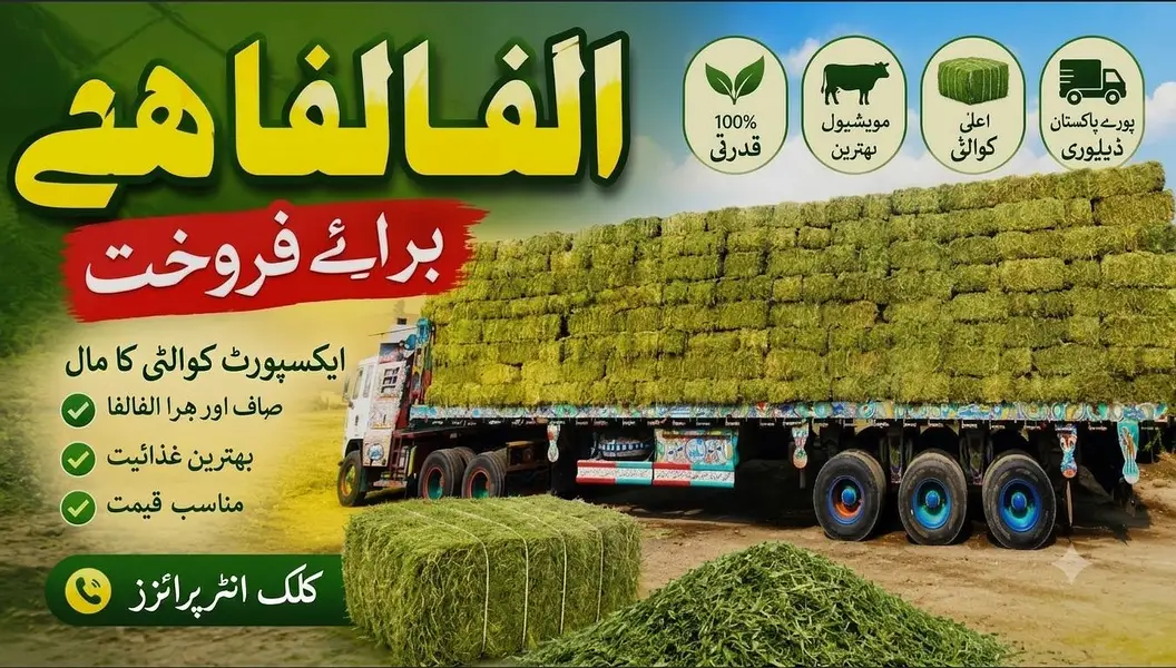 Export Quality Alfalfa Hay | khushk losan | losan ki hay/ خشک لوسن — photo 2