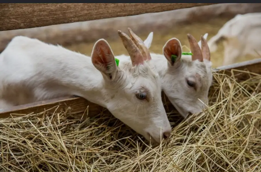 Export Quality Alfalfa Hay | khushk losan | losan ki hay/ خشک لوسن — photo 3