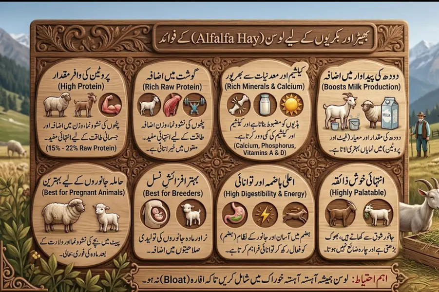 Export Quality Alfalfa Hay | khushk losan | losan ki hay/ خشک لوسن — photo 4