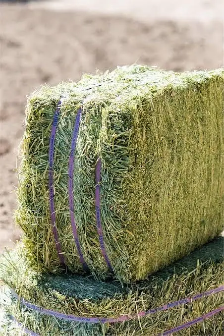Export Quality Alfalfa Hay | khushk losan | losan ki hay/ خشک لوسن — photo 5
