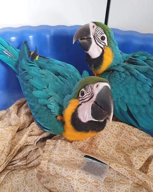 blue Macaw parrot checks for sale 0329/6496/361 — photo 2