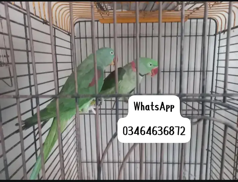 Kashmiri raw parrot and time talking delivery all Pakistan — photo 2