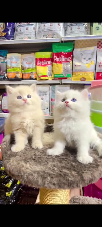 Required Persian kittens in Abbottabad