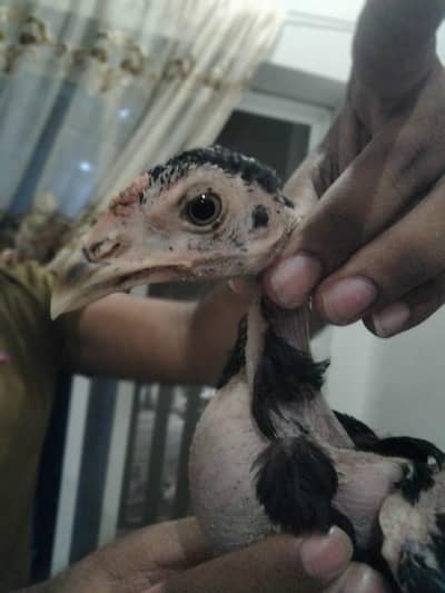 beautifull walleti Aseel chiks