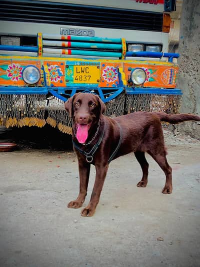 Male Labrador Dog – Brown Color
