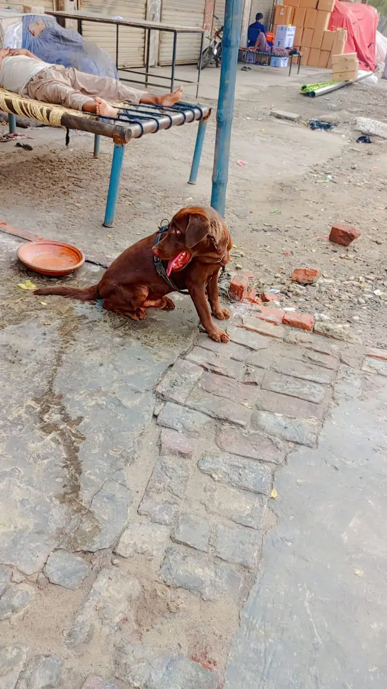Male Labrador Dog – Brown Color — photo 2