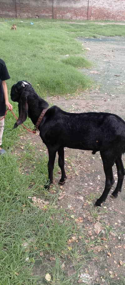 Bakra for sale dasie Bakra ha aur 2dant ha andal ha 03007602780