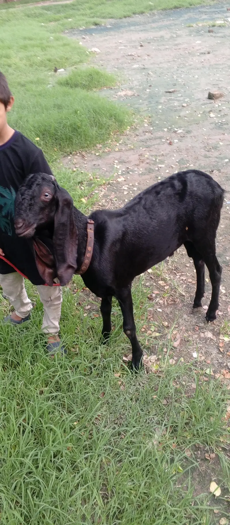 Bakra for sale dasie Bakra ha aur 2dant ha andal ha 03007602780 — photo 3