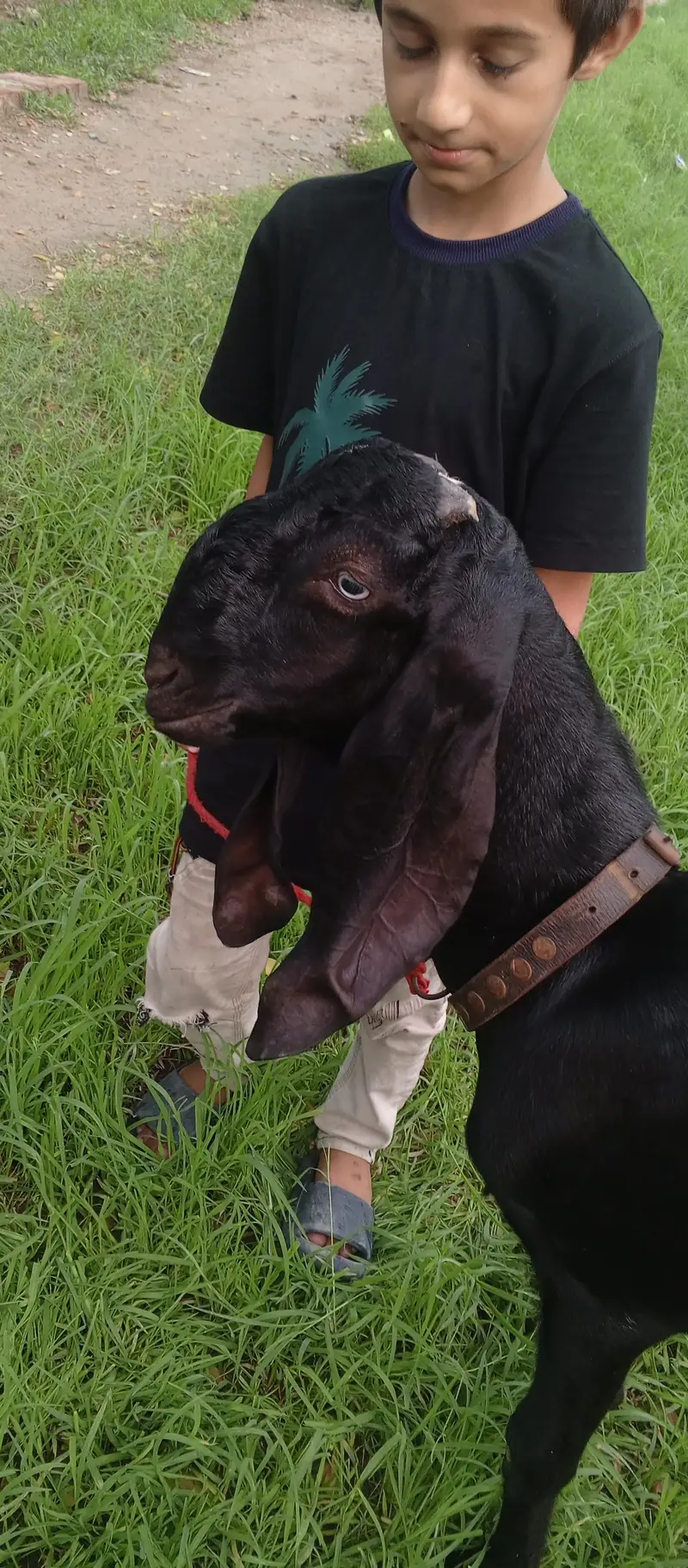 Bakra for sale dasie Bakra ha aur 2dant ha andal ha 03007602780 — photo 4