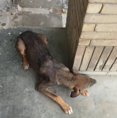 Alsatian female