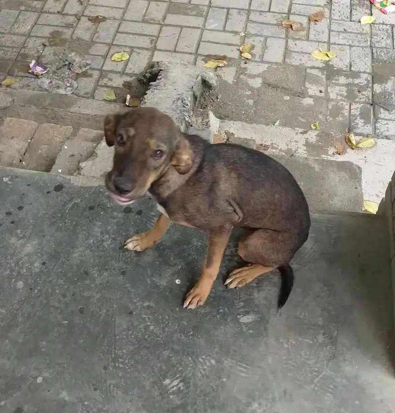 Alsatian bhagyari female — photo 2