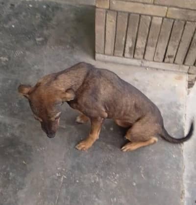 Alsatian bhagyari female