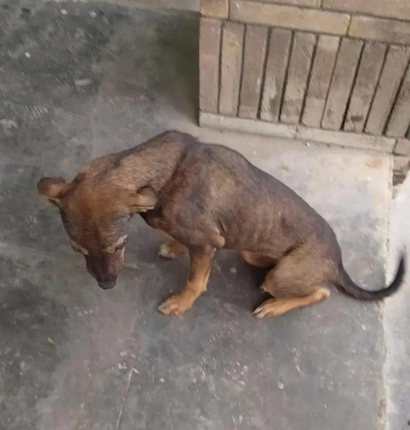 Alsatian bhagyari female — photo 3