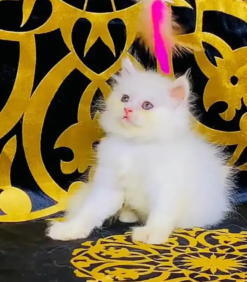 Persian female kitten for sale 0346+4647+379 — photo 2