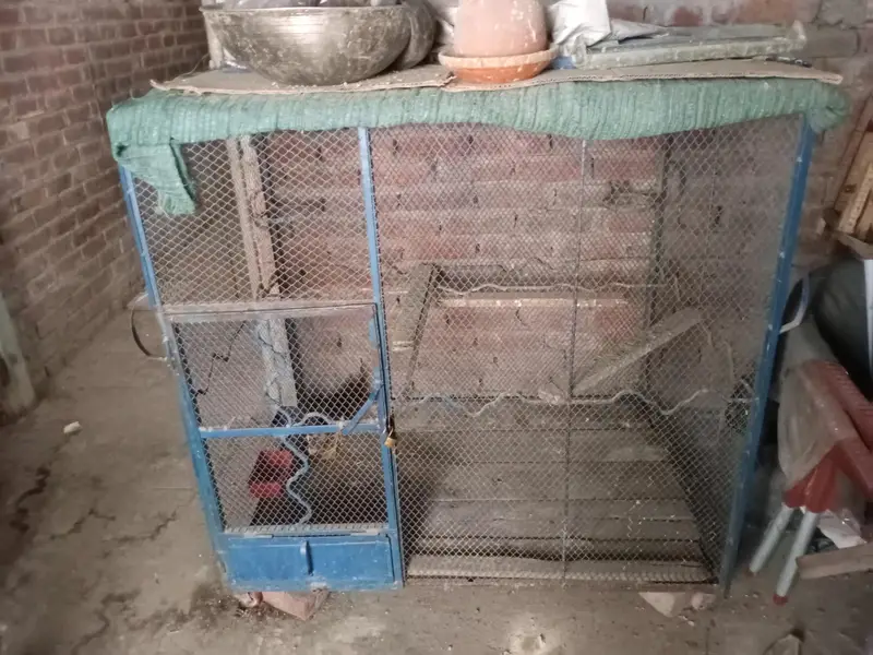 iron cage for hens. parrots. pegion. exchange poosible with mobile phone — photo 2