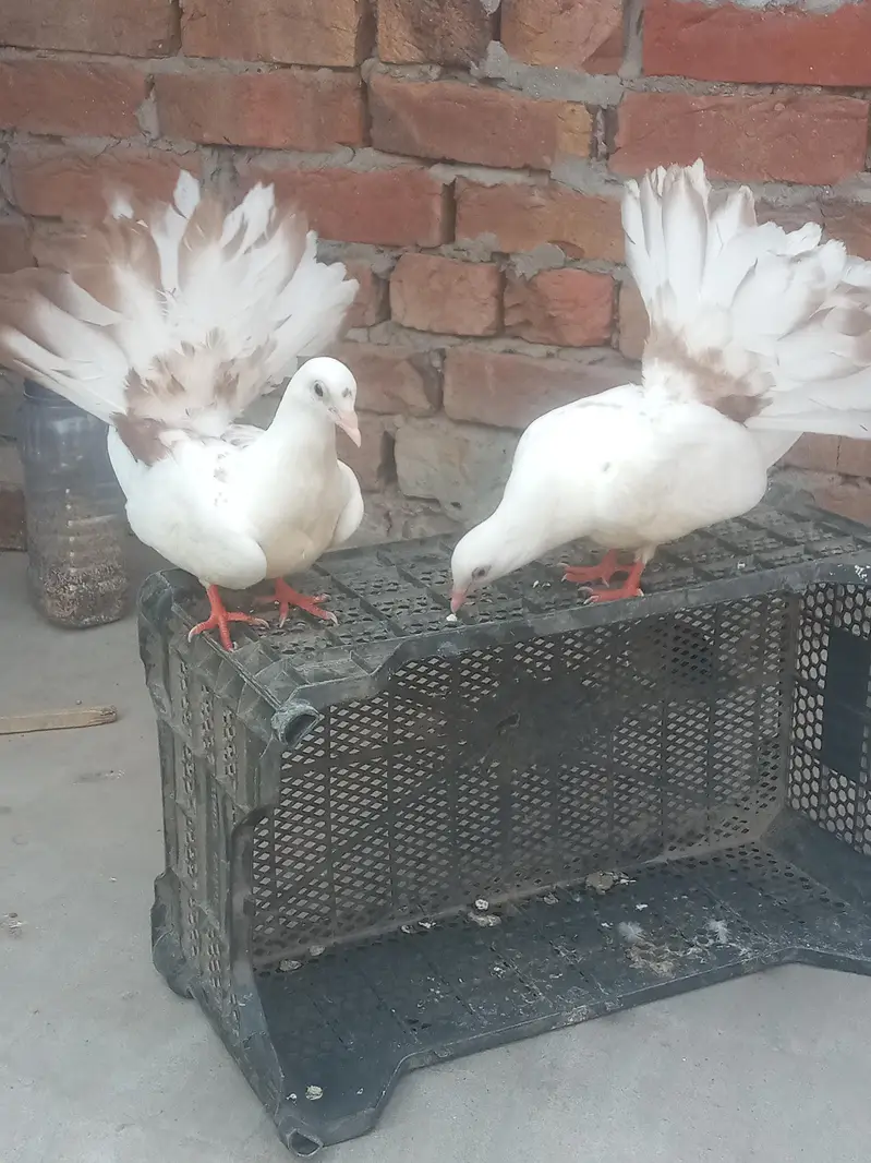 yallo tail pair for sal — photo 3