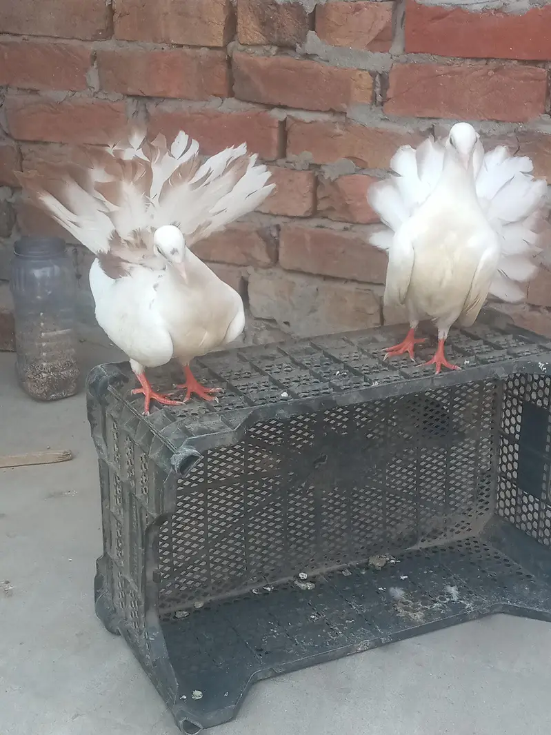 yallo tail pair for sal — photo 4