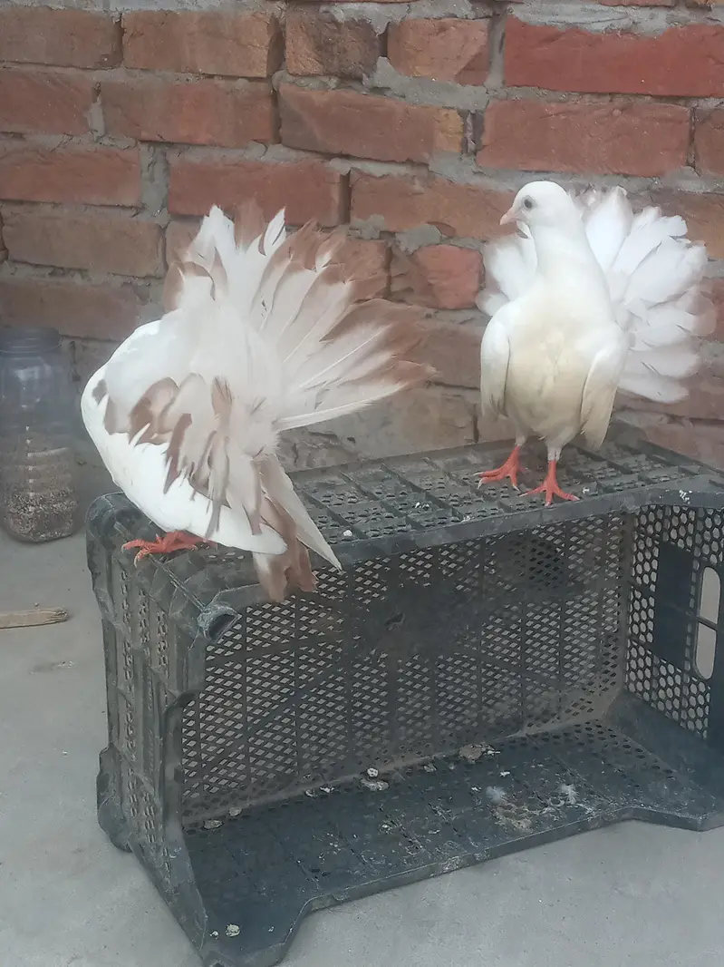 yallo tail pair for sal — photo 5