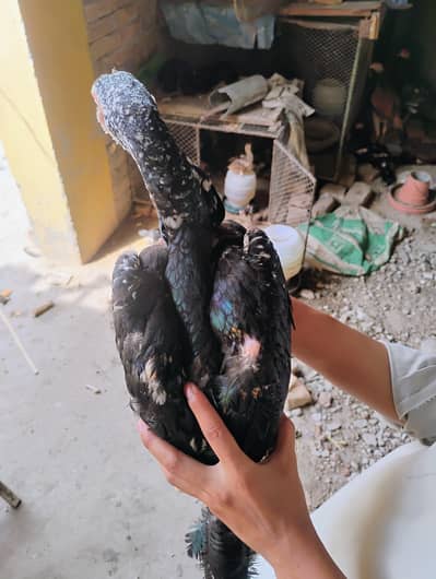 Aseel patha special bread Beautifull black and white colour