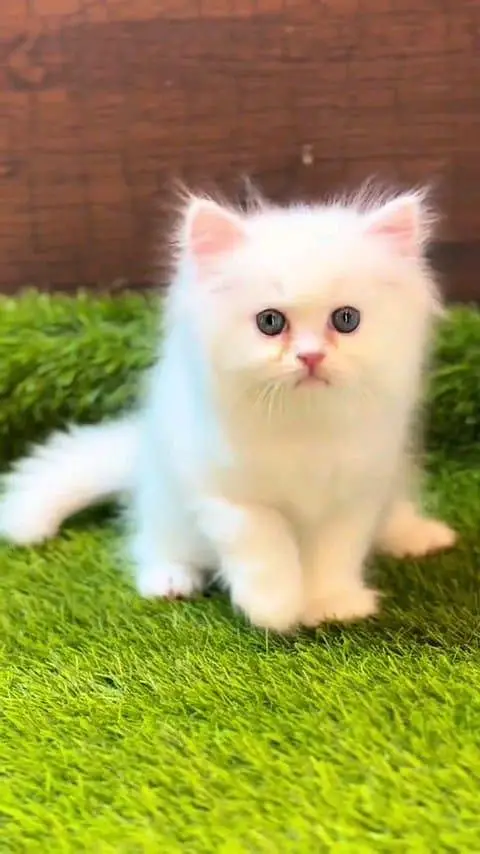 Persian cat for sale male or female my W3248316676 my WhatsApp — photo 4