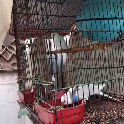 Australian Totay (Budgies) ki khoobsurat jori for sale