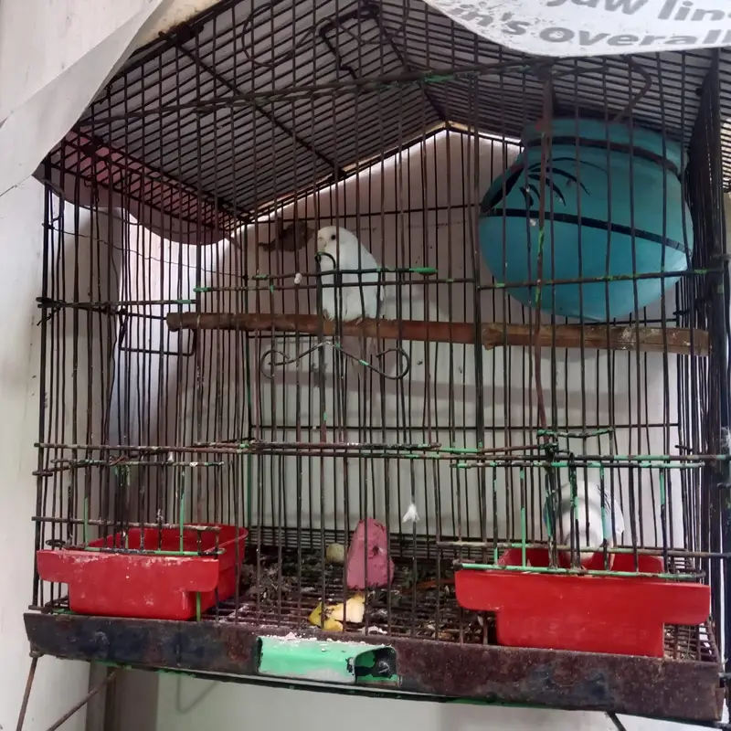 Australian Totay (Budgies) ki khoobsurat jori for sale — photo 2